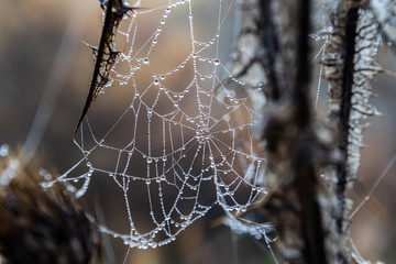 cobweb with water drops