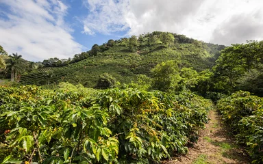  Koffieplantage, Costa Rica © serge