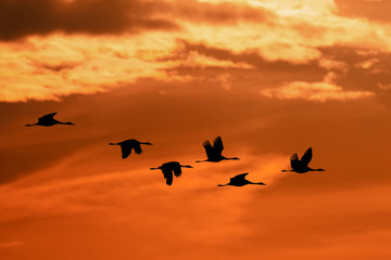 silhouette of flying flock of Common Crane on morning sky, migration in the Hortobagy National...