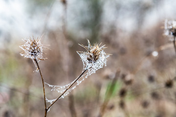 cobweb with water drops