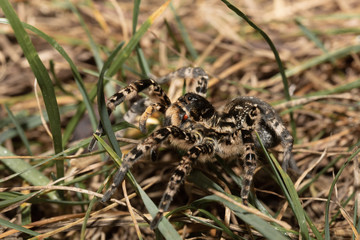 biggest european spider Geolycosa vultuosa, Hortobagy National Park, Hungary puszta, Europe wildlife, UNESCO World Heritage Site