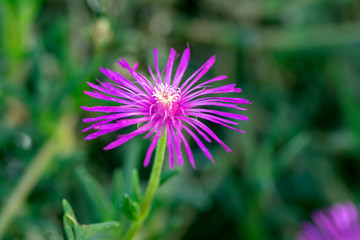 Delosperma cooperi small creeping pink purple violet flowering plant, flowers in bloom