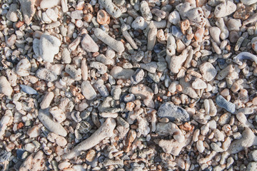 Coral background , Textrue