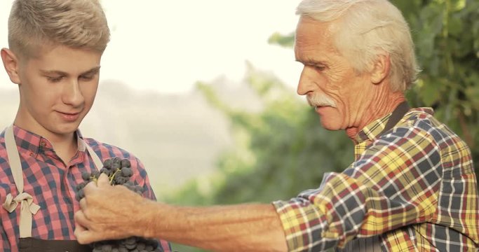 Family members working together on vineyard. Caucasian grandson and grandfather in garden, picking the grape bunches - family affair, tradition concept 4k