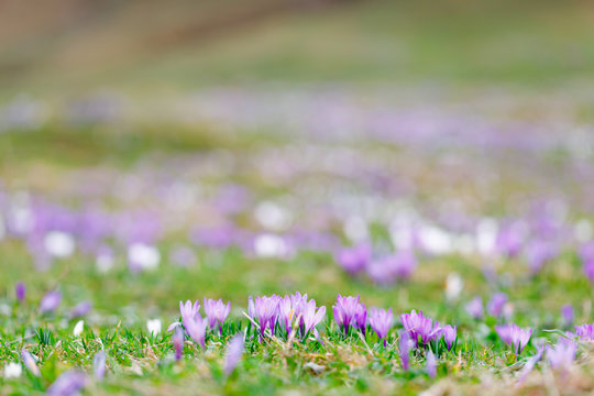wild crocos in purple and white on famous Mountain Heuberg