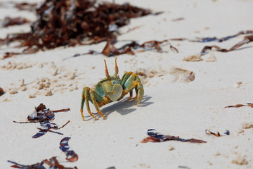 Crab on paradise sand beach in Antsiranana in low tide, Diego Suarez bay, Indian ocean, Madagascar beautiful virgin nature wilderness