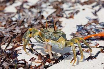 Crab on paradise sand beach in Antsiranana in low tide, Diego Suarez bay, Indian ocean, Madagascar beautiful virgin nature wilderness