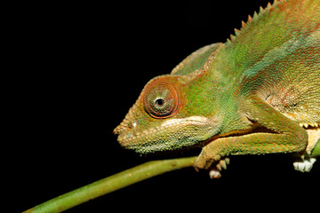 panther chameleon (Furcifer pardalis) in natural habitat in rainforest at Farankaraina national park forest, Toamasina Province, Madagascar wildlife.