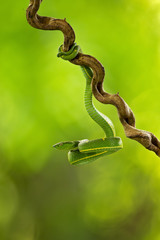 Bothriechis lateralis is a venomous pit viper species found in the mountains of Costa Rica and western Panama