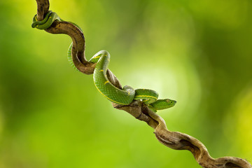 Bothriechis lateralis is a venomous pit viper species found in the mountains of Costa Rica and western Panama