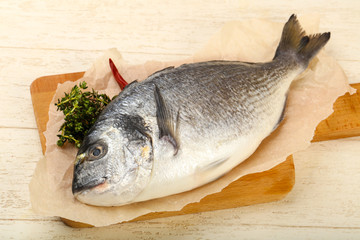 raw dorada fish