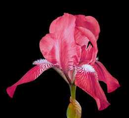 red iris flower isolated on a black background. Close-up. Flower bud on a green stem.
