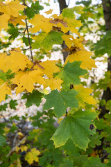 Colorful maple leaves on branches.