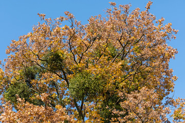 Mistletoe in the crown of maple.