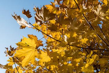 Colorful maple leaves on branches.