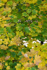 Colorful maple leaves on branches.