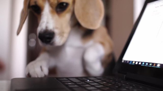 Young and beautiful dog Beagle put his head on the laptop, looking at the owner, beats his paw and asks for a snack. Funny technology concept with pet. Slow motion