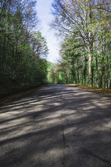 Fototapeta premium Asphalt road at the forest in autumn.