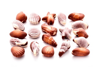 Shell-shaped chocolates