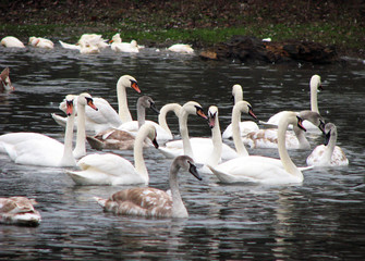 Wild swans float in the pond