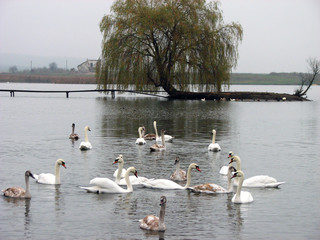 Wild swans float in the pond