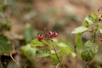 Macro photo of red fruits of bush in autumn.