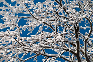 a labyrinth of snow-covered tree branches against a  blue sky,