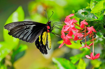 Tropical landscape, plants and flowers