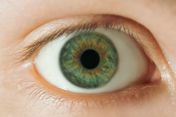 Close-up of the human green eye