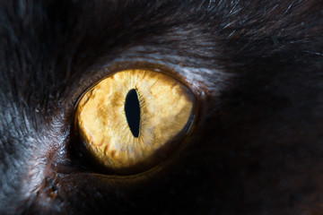 Close-up of black cat's yellow eye