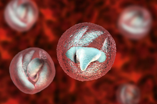 Release of sporozoites from Cryptosporidium parvum oocyst, 3D illustration. Cryptosporidium is a protozoan, microscopic parasite, the causative agent of the diarrheal disease cryptosporidiosis