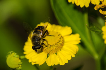 Abeille sur fleur
