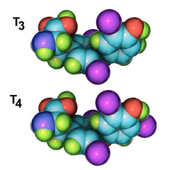 Molecules of thyroid hormones T3 and T4, 3D illustration. Triiodothyronine and thyroxine