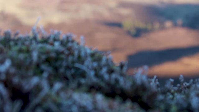 from sunny glen floor to frost covered heather on the slopes above in the cairngorms national park during a cold December morning, Scotland.