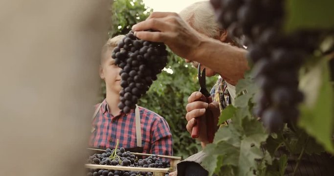 Caucasian Grandson helping his gradfather with picking the red sweet grapes on vineyard, carrying the box - family affair, tradition concept 4k