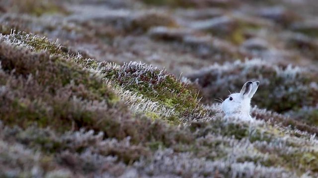 mountain hares in winter white coat against the snowless slopes in December, winter, on a slope in the cairngorms national park.