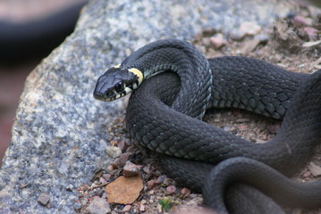 The snake is dark gray in color. Well visible head with yellow spots and eyes with round pupils.