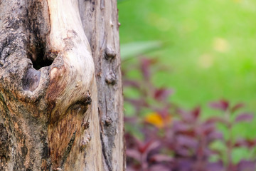 old tree stump with green grass background, Tree bark texture background.