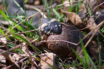 Obraz premium The grass snake eats the toad. Clearly the head of the snake that already ate the head of a toad.
