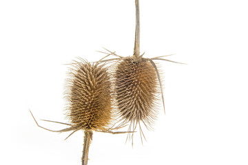 Dried up thistle on a white background