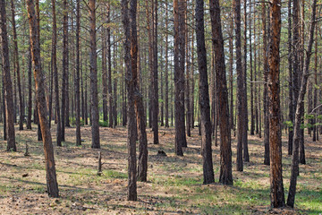 Trees grow in a pine forest