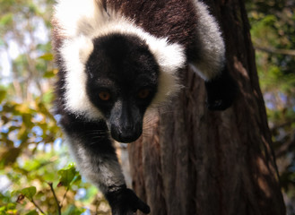 Portrait of black-and-white ruffed lemur aka Varecia variegata or Vari lemur at the tree, Atsinanana region, Madagascar
