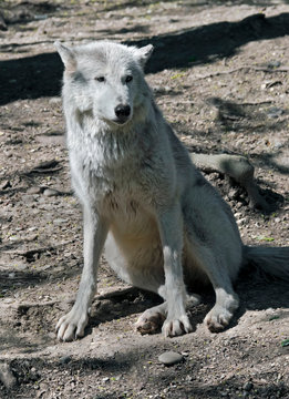 Polar wolf. Latin name - Canis lupus arctos