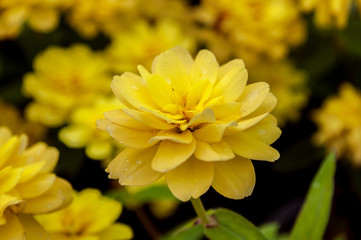 Nahaufnahme einer gelben Dahlia