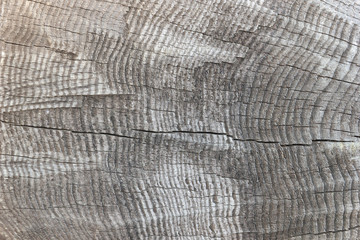 Fototapeta premium Tekstura starego cięcia dziennika zbliżenie, pień drzewa