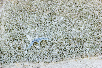 The texture of the shell rock stock, close-up