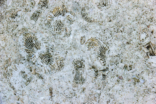 The texture of the shell rock stock, close-up