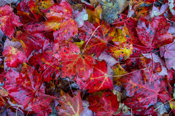 Naklejka na ściany i meble Autumn leaves in Mont Tremblant national park