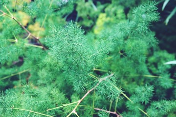 Green Leaves background