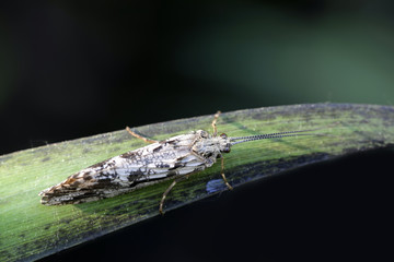Caddisfly